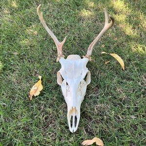 “Real Deer Skull”